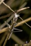La primera mirada al mundo. Ninfa de Mantis Reducc.jpg